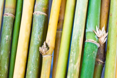 bamboo to be used as background or textureの写真素材