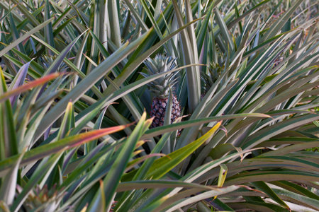 pineapple, tropical fruit of Thailand
