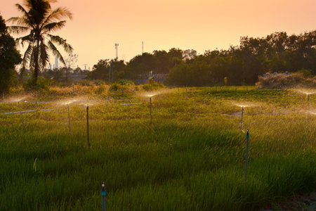 vegetable gardeners  onion  are watering by sprinkle in sunsetの写真素材