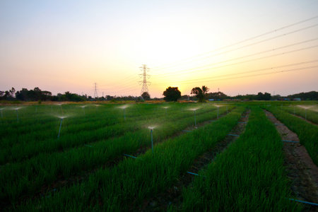 vegetable gardeners  onion  are watering by sprinkle in sunsetの写真素材