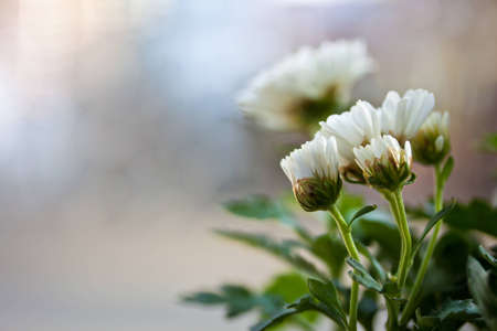 white flowerの写真素材