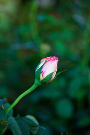pink rose budの写真素材