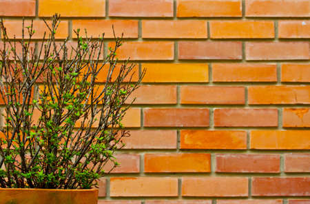 Brick wall surface with a tree potの写真素材