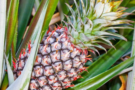 pineapple, tropical fruit Thailandの写真素材