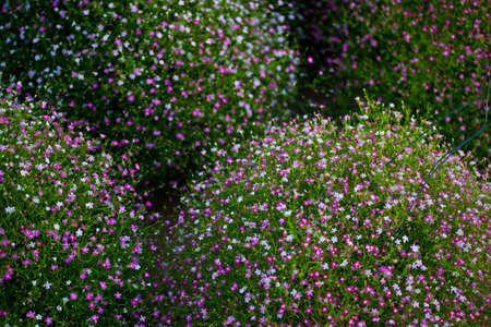 shrubs flowerの写真素材