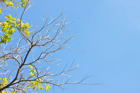 limb tree in blue sky