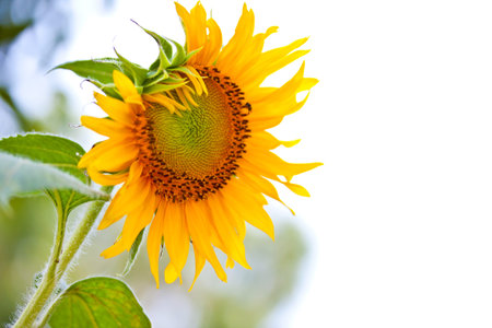 sunflowers at the fieldの写真素材