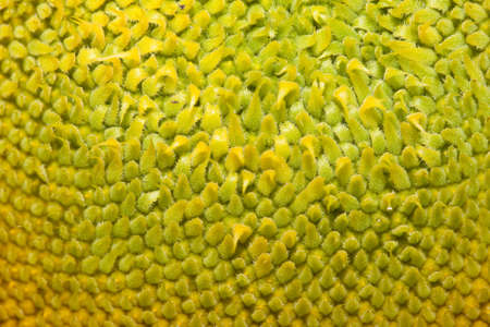 sunflower Close-Up of backgroundの写真素材