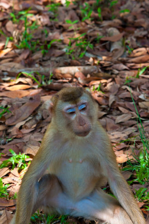 monkey in national park thailand