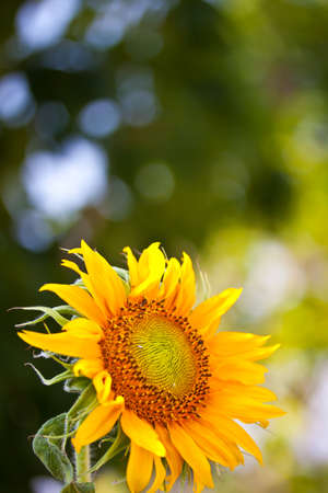 sunflowers at the fieldの写真素材
