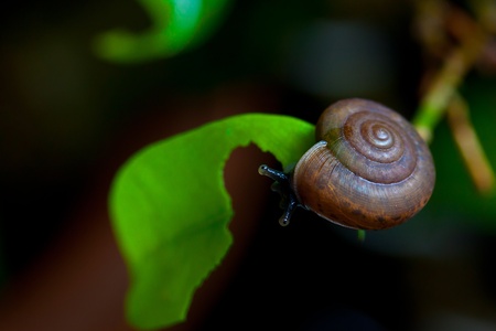 small brown snail on a green leafの写真素材