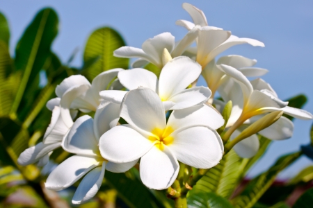 white frangipaniの写真素材