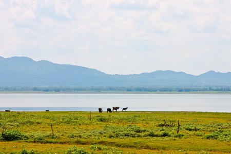 river and animal in jungle, Thailandの写真素材