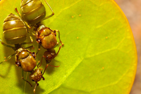two ant on a leaf 
