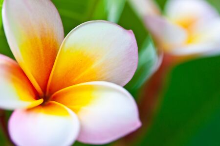 branch of tropical flowers frangipani  plumeria の写真素材