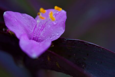 orchidの写真素材