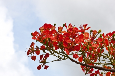 Peacock flowers on skyの写真素材
