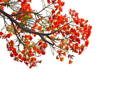 peacock flowers on poinciana tree. Isolated on whiteの写真素材