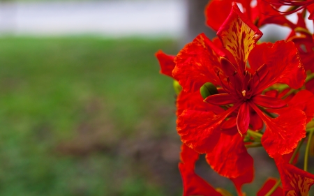 peacock flowersの写真素材
