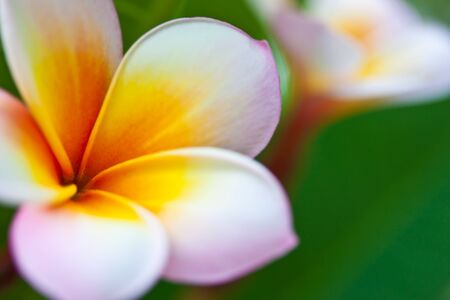 branch of tropical flowers frangipani  plumeria の写真素材