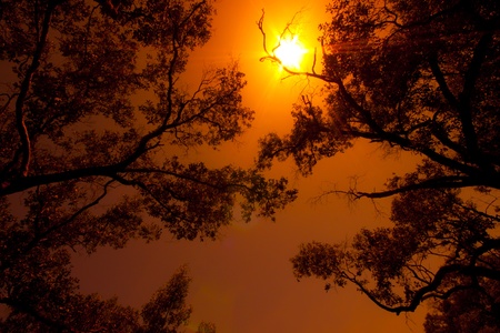 autumn or summer design background  tree in the  colorful afternoonの写真素材