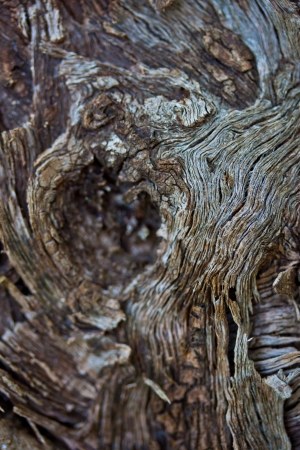texture of treeの写真素材
