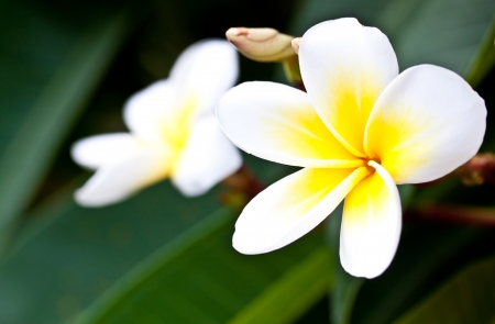 branch of tropical flowers frangipani  plumeria の写真素材