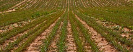 pineapple fruit fieldの写真素材