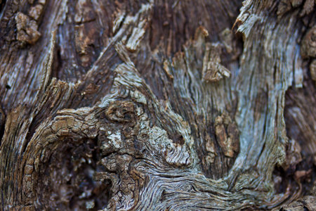 texture of tree