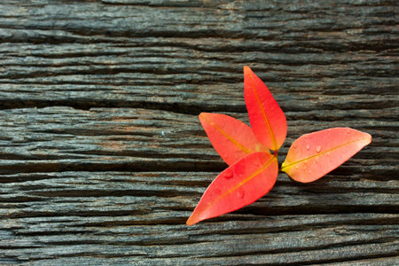 red tree on the old wood texture