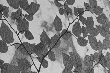 tree background on the glassの写真素材