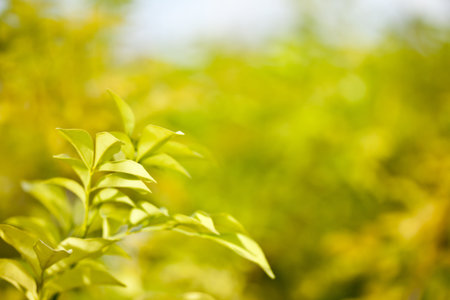 colorful tree background