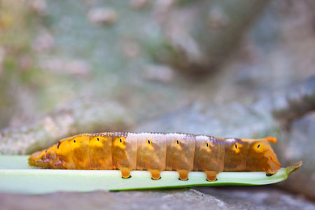 insect cocoon caterpillar
