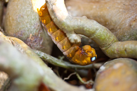 insect cocoon caterpillar