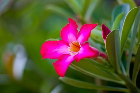 desert rose flowersの写真素材