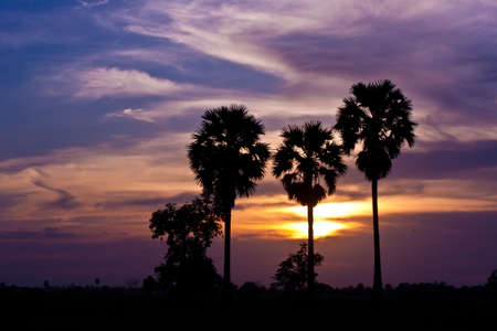 trees sunset backgroundの写真素材