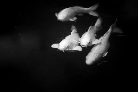 koi fishの写真素材