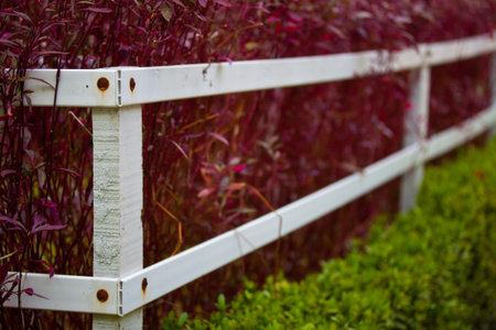 picket in gardenの写真素材