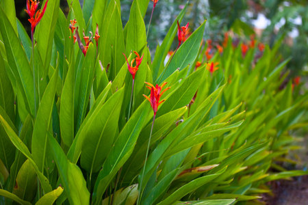 flower and tree in garden