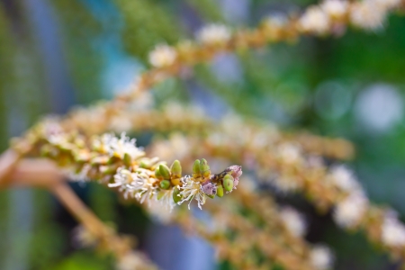 flower of palmの写真素材