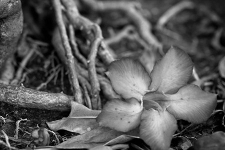 desert rose flowersの写真素材