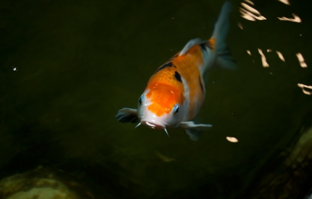 koi fishの写真素材