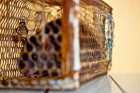 mousetrapの写真素材