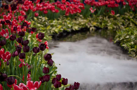 tulipsの写真素材