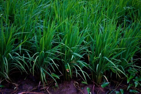 rice fields in thailandの写真素材