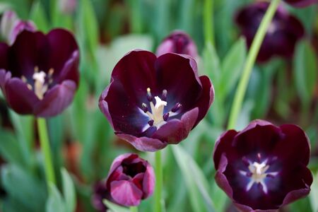 purple tulipsの写真素材