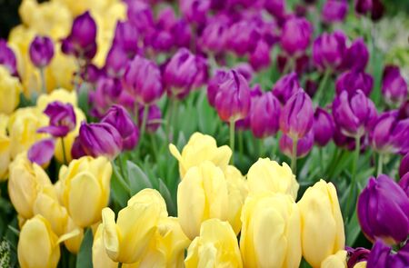 tulipsの写真素材