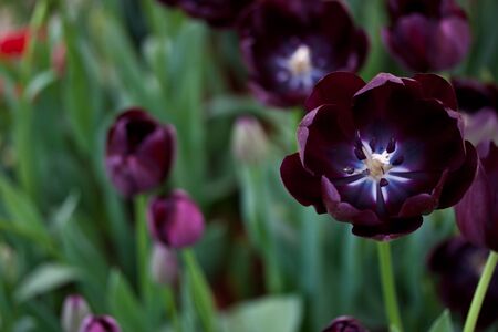 purple tulipsの写真素材