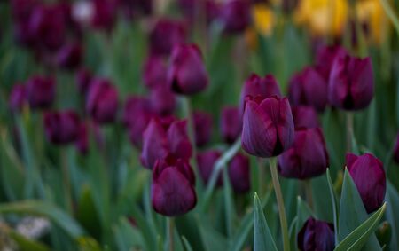 purple tulipsの写真素材