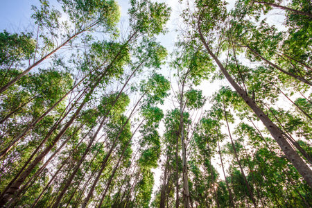 nature green woodの写真素材